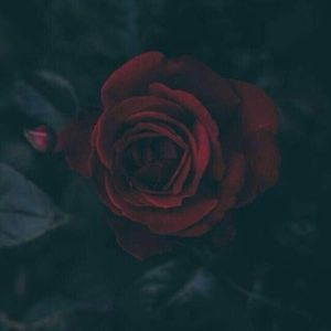 Meet your Posher, Sarahi